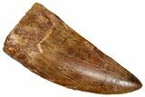 Serrated, Carcharodontosaurus Tooth - Very Robust Tooth #270447-1